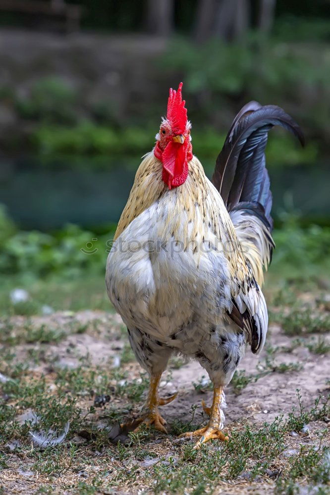 Image, Stock Photo The cock crows Meat