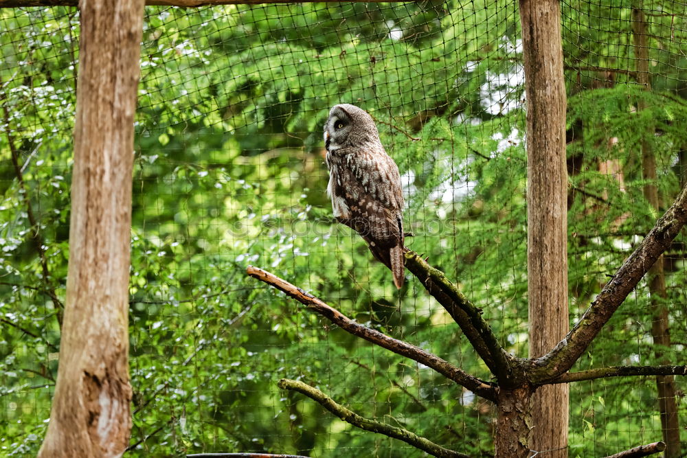 Image, Stock Photo In the rain tree a chick sat