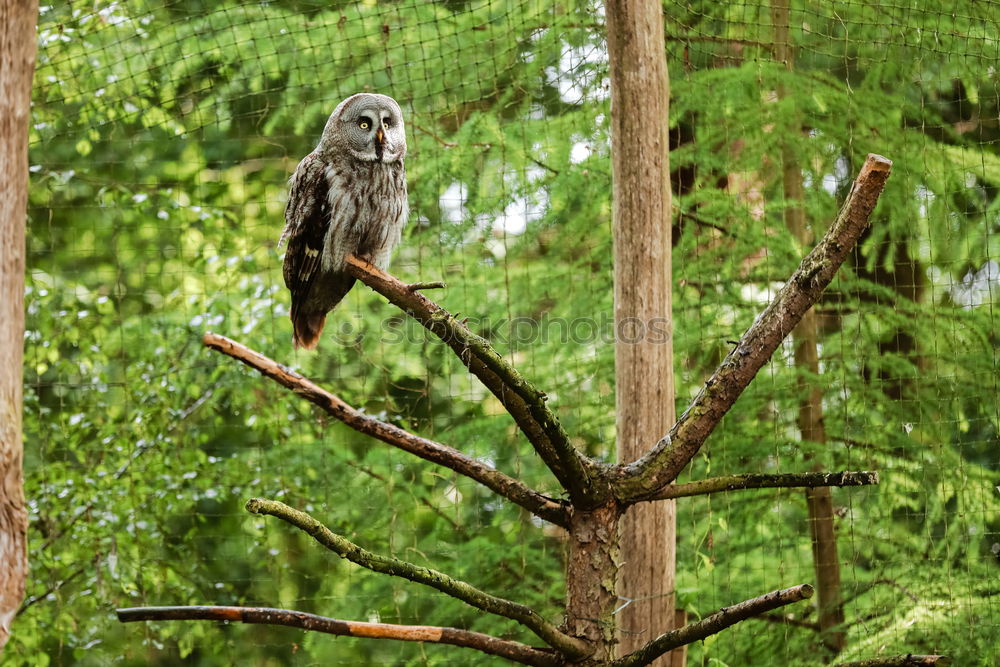 Similar – Image, Stock Photo In the rain tree a chick sat