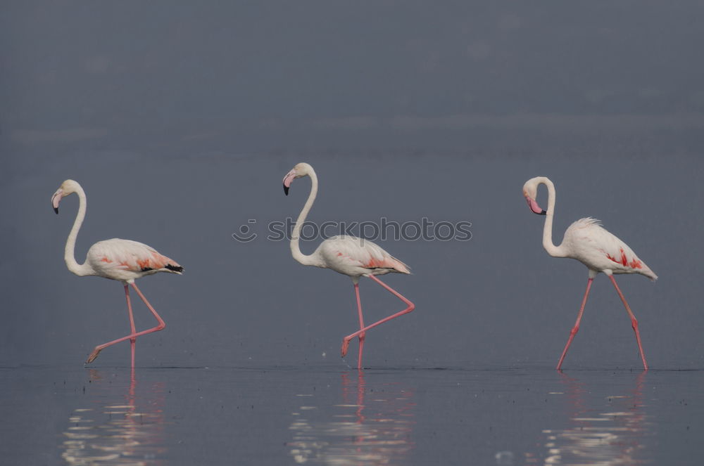 Similar – Water Ballet Colour photo