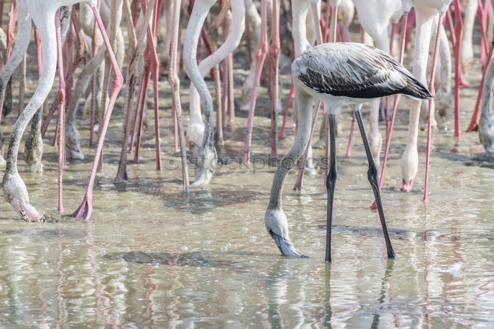 Similar – Image, Stock Photo flamingo march