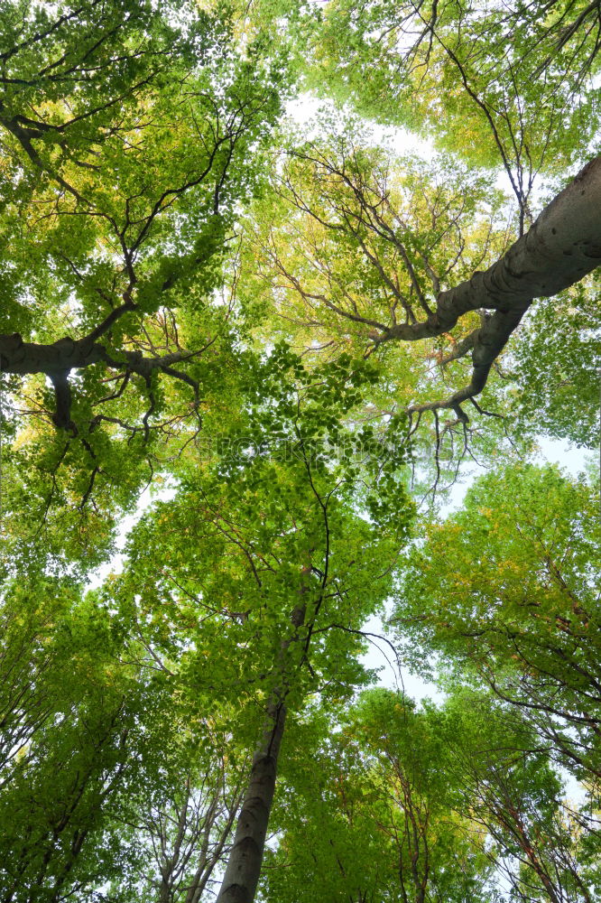 Similar – Image, Stock Photo leaf canopy Environment