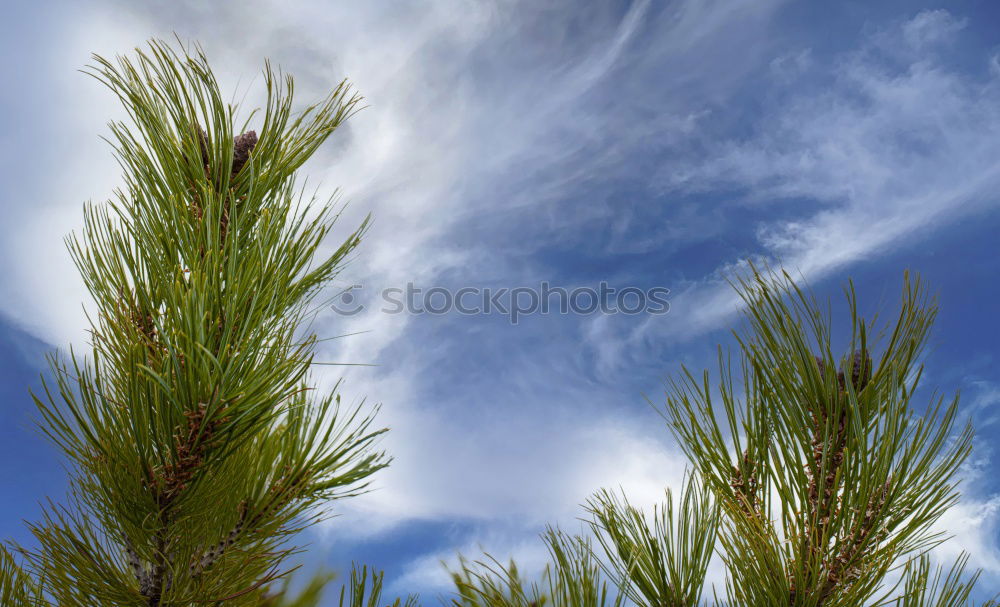 Similar – Pine cones Tree Detail