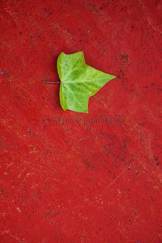 Image, Stock Photo green tree leaf Plant Leaf