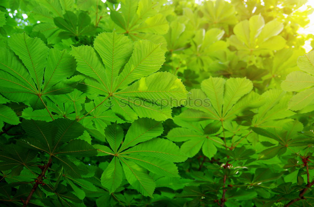 Similar – Image, Stock Photo lucky clover Nature Plant
