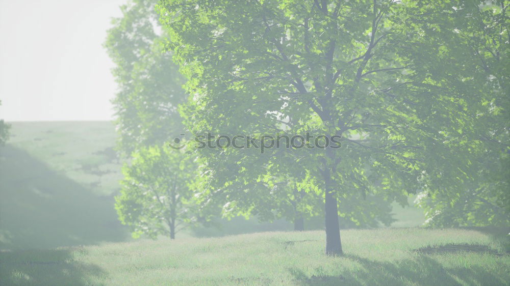 Foto Bild Lichtung Umwelt Natur