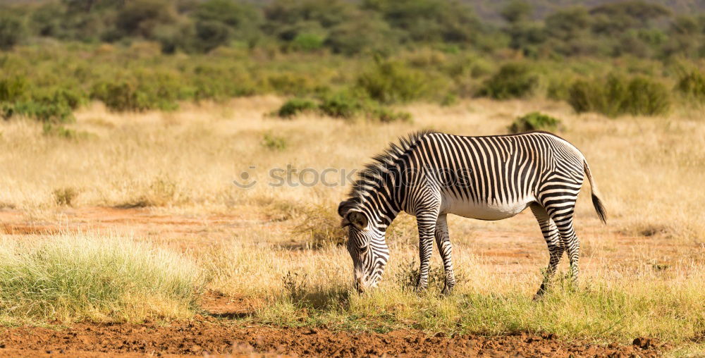 Similar – Image, Stock Photo Isolated zebra walking in the savannah