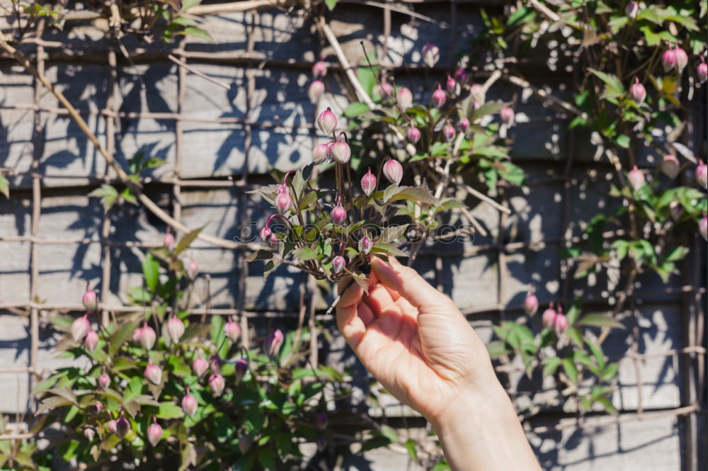 Similar – Image, Stock Photo hands reaching towards bamboo branches