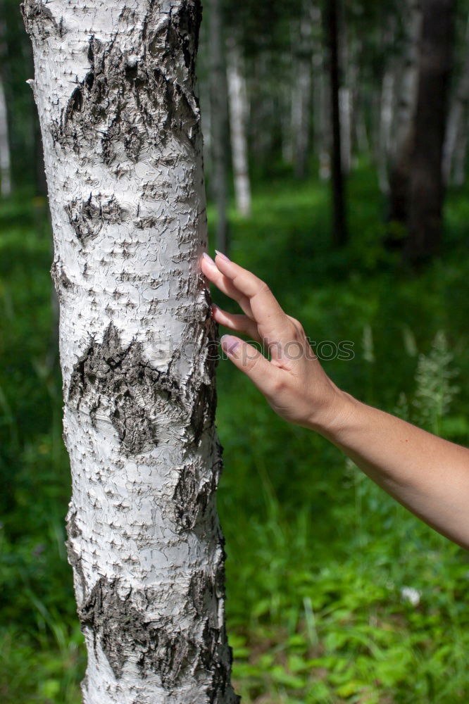 Similar – Image, Stock Photo Woman showing tree to child