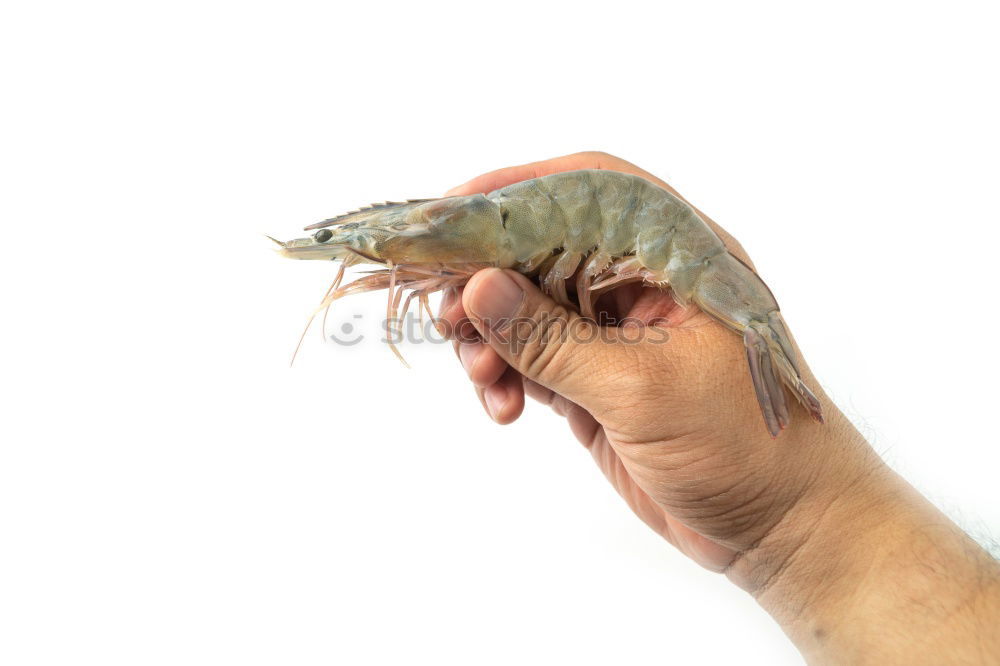 Similar – Image, Stock Photo Fresh catch Fish Nutrition