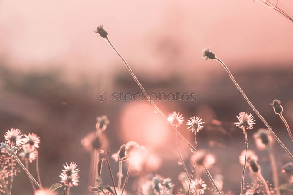 Narrow-leaved willowherbs