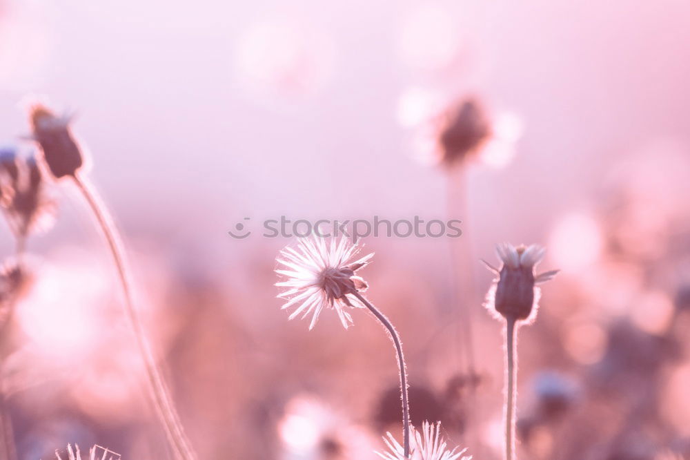 Similar – Image, Stock Photo Lavender triad (2)