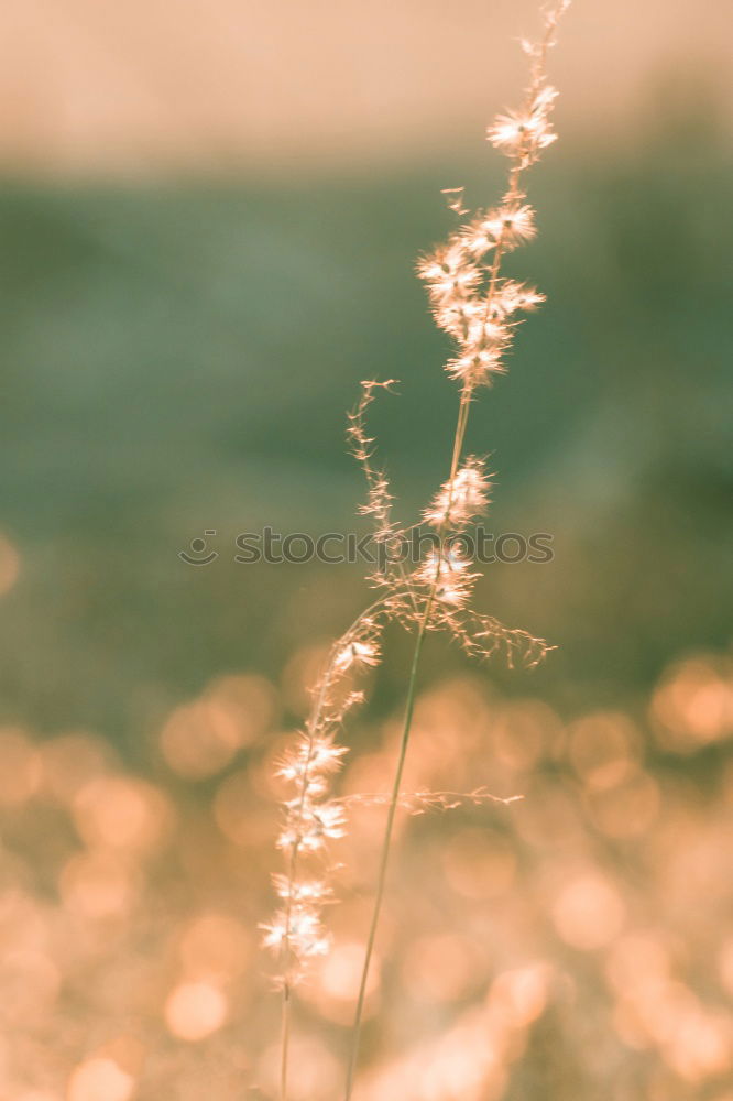 Similar – Image, Stock Photo Grass in a mysterious play of light