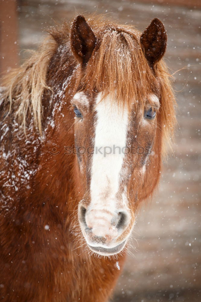 Similar – Image, Stock Photo kalt´s mouth Animal