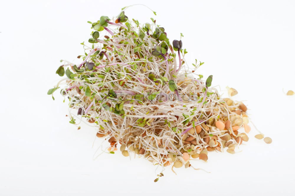 Similar – Image, Stock Photo HuiPuh the herb ghost