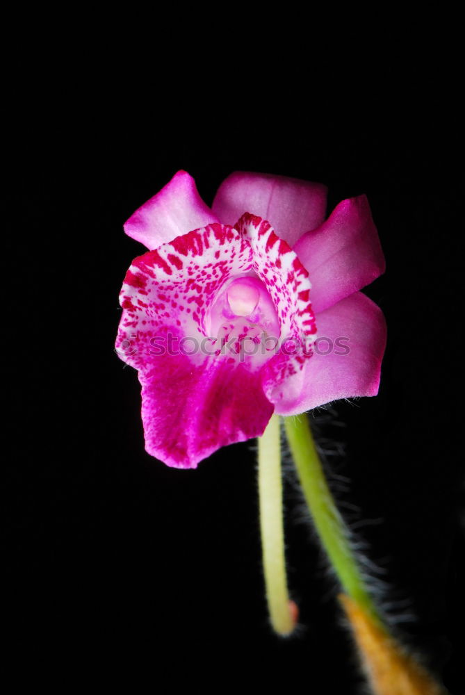 Similar – Poppy flower with unfocused background.