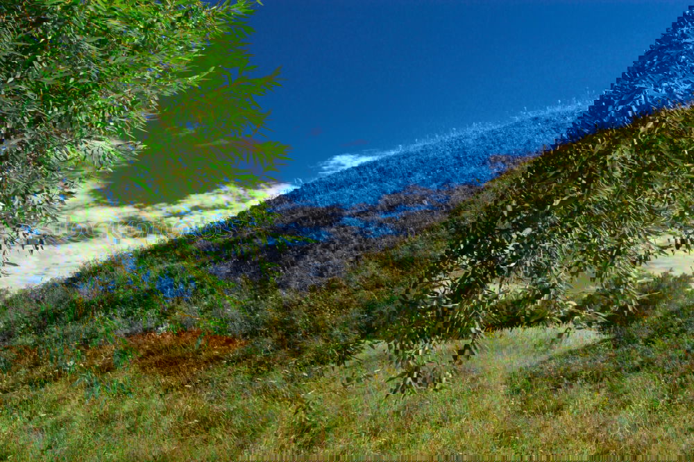 Similar – Foto Bild Villa Marie Gras grün