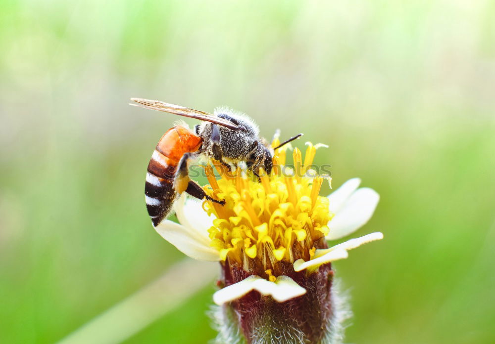 Similar – Foto Bild Honigbiene hautnah Biene