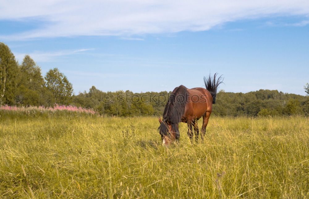 Similar – Image, Stock Photo shadow parker Agriculture