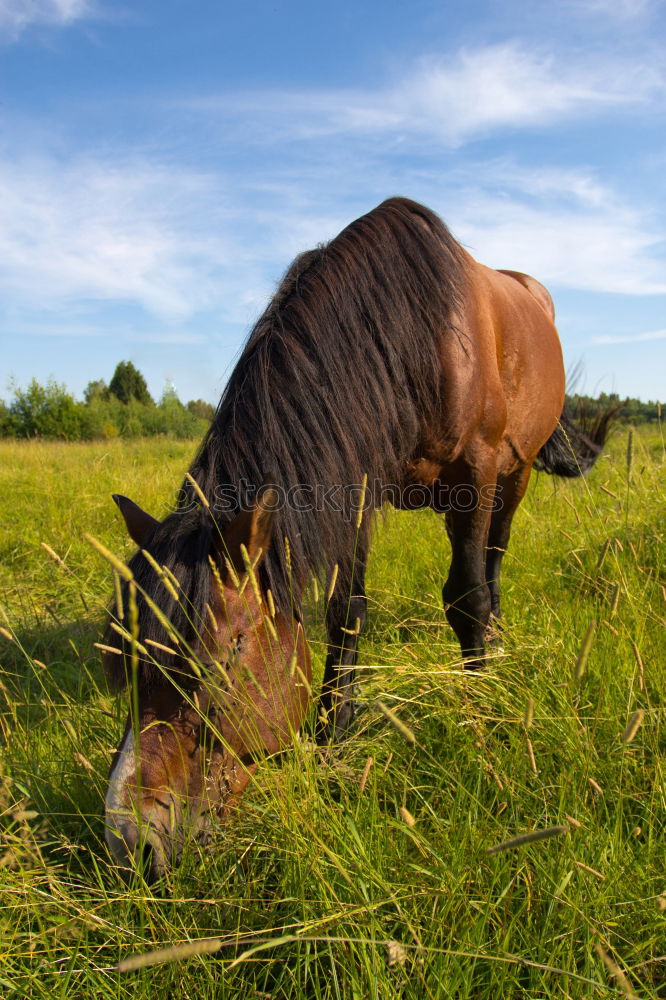 Similar – phoenix 2 Horse Pasture