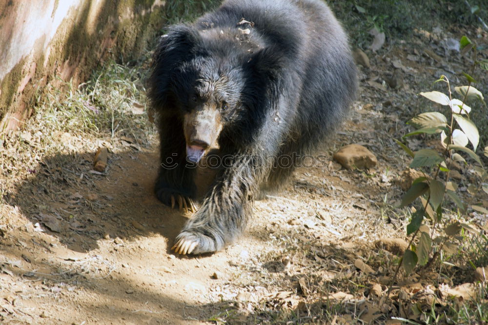 Similar – Image, Stock Photo Brown bear (Ursus arctos)