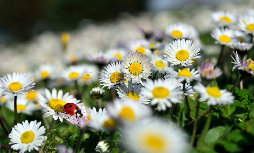 Similar – Image, Stock Photo uncontrolled growth Plant