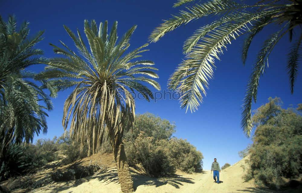 Similar – palm in the desert oasi