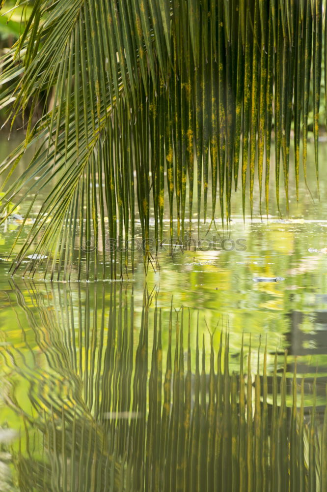 Similar – Image, Stock Photo Berggarten Hanover Green