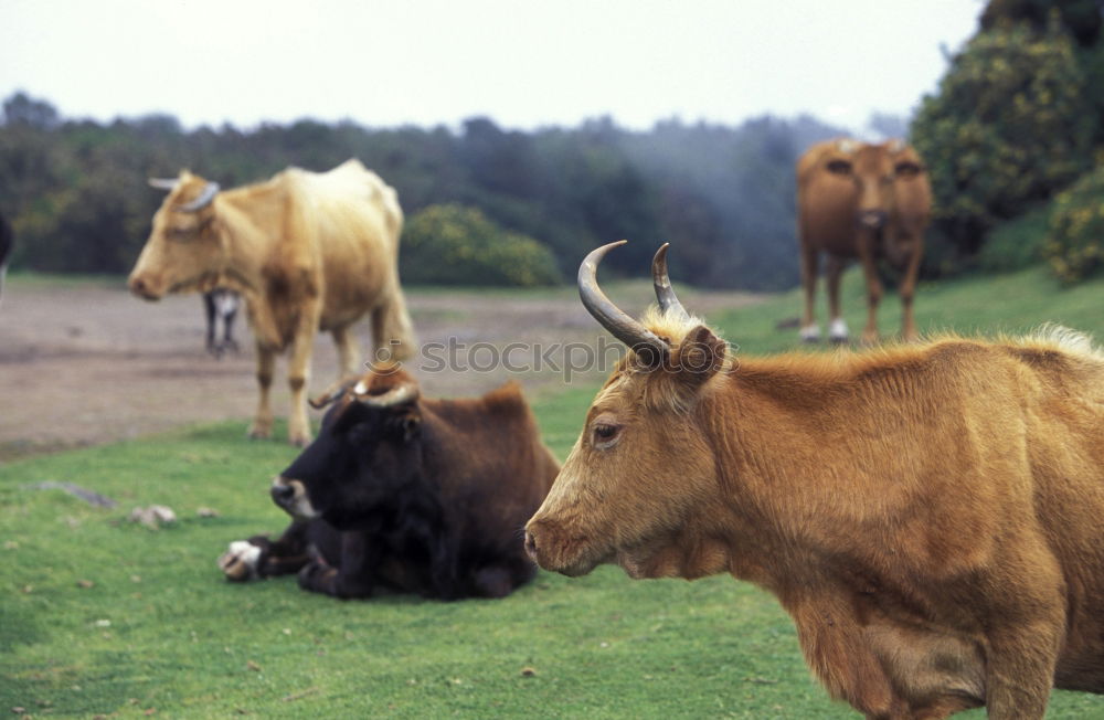 Image, Stock Photo Look at this! Nature Earth