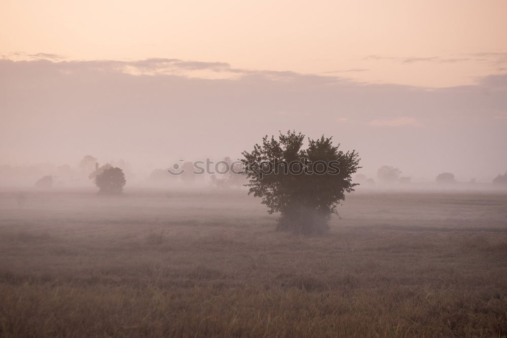 Similar – ground fog Nature