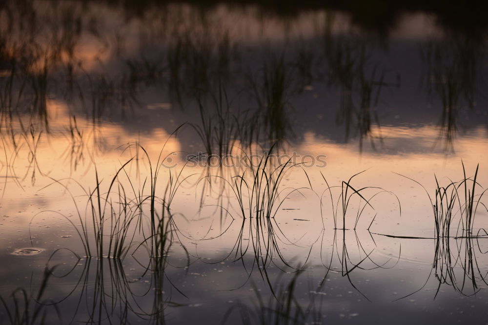 Similar – And in the background: a Great Crested Grebe