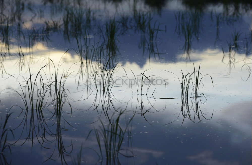 Similar – Image, Stock Photo Mirrored! Summer Nature