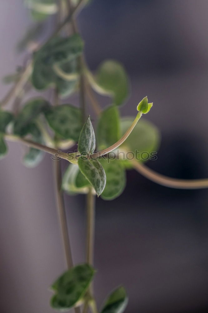 Similar – Buds sprout from the branch