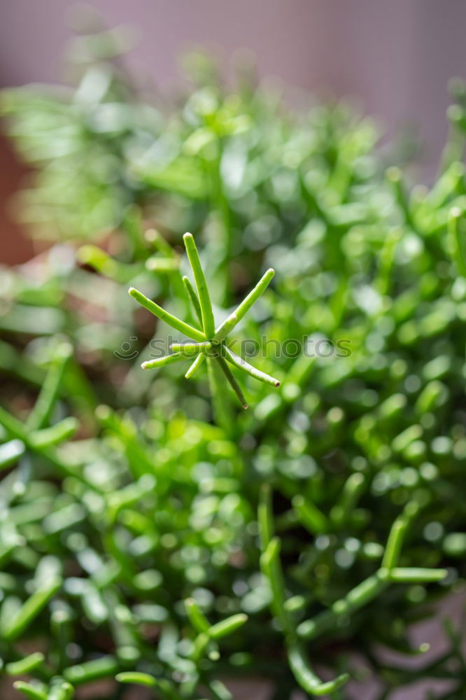 Similar – Kitchen spice. Environment