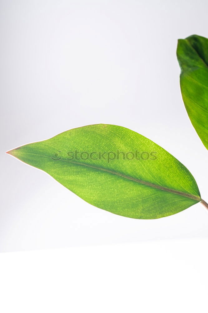 Similar – life Plant Leaf Green