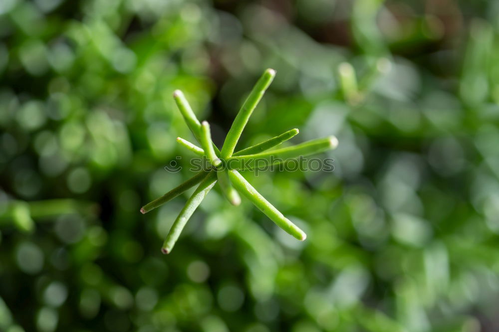 Similar – Image, Stock Photo symmetry Garden Gardening