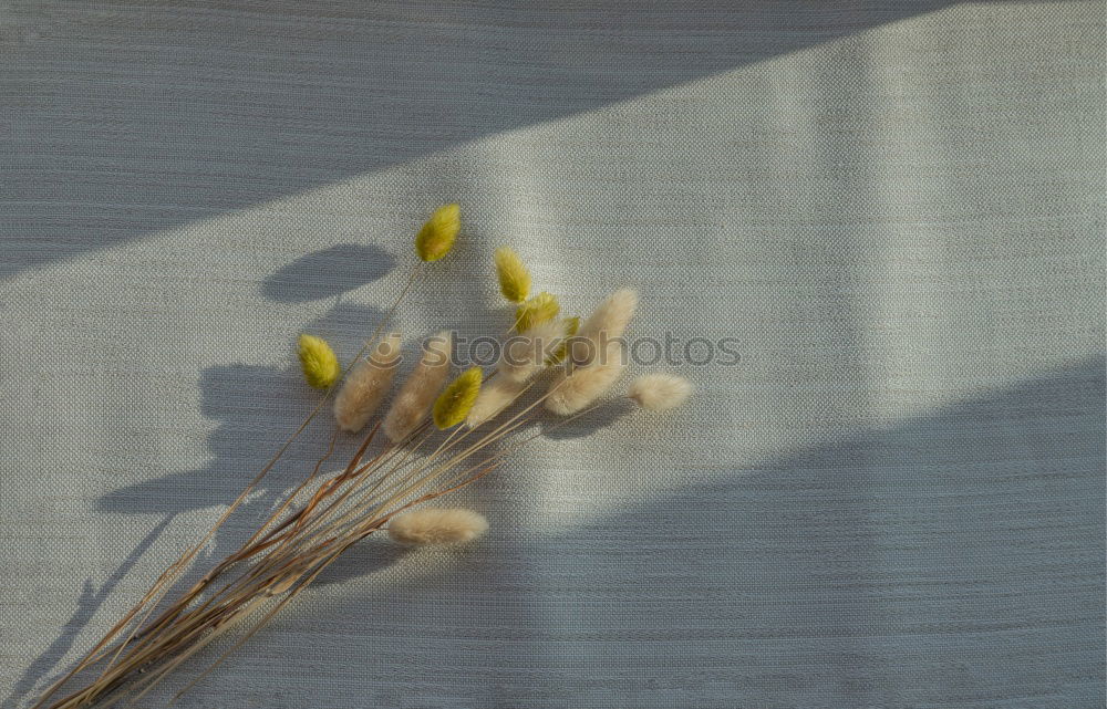 Similar – Image, Stock Photo flowers Blossoming Flower