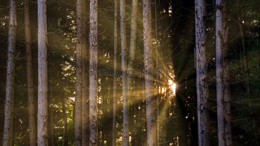 Similar – Image, Stock Photo Morning sun shines through the trees