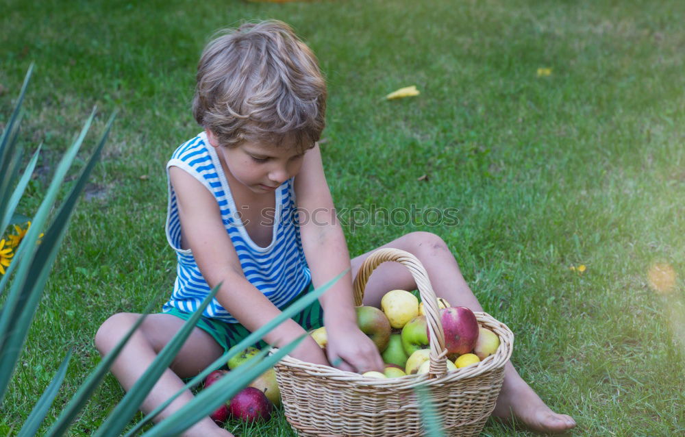 Similar – Image, Stock Photo Closeup of children putting fresh organic apples inside of wicker basket with fruit harvest