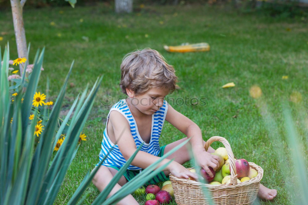 Similar – Image, Stock Photo Closeup of children putting fresh organic apples inside of wicker basket with fruit harvest