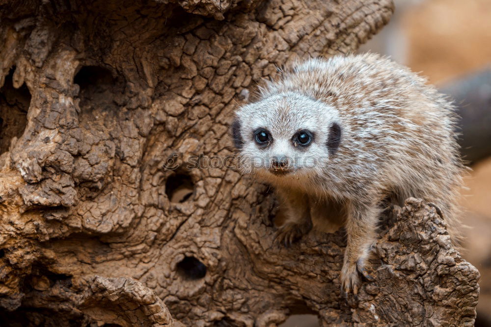 Similar – Mongoose Zoo Nature Animal