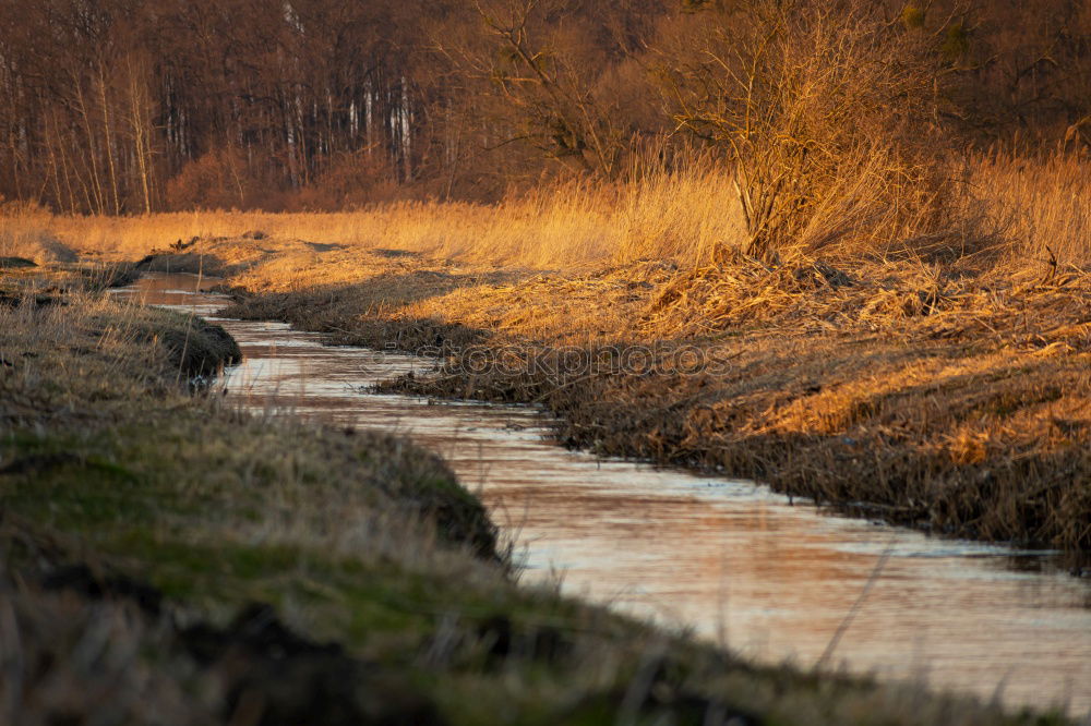 Similar – Foto Bild Waldspaziergang Forstweg