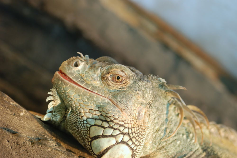 Similar – Horned toad lizard