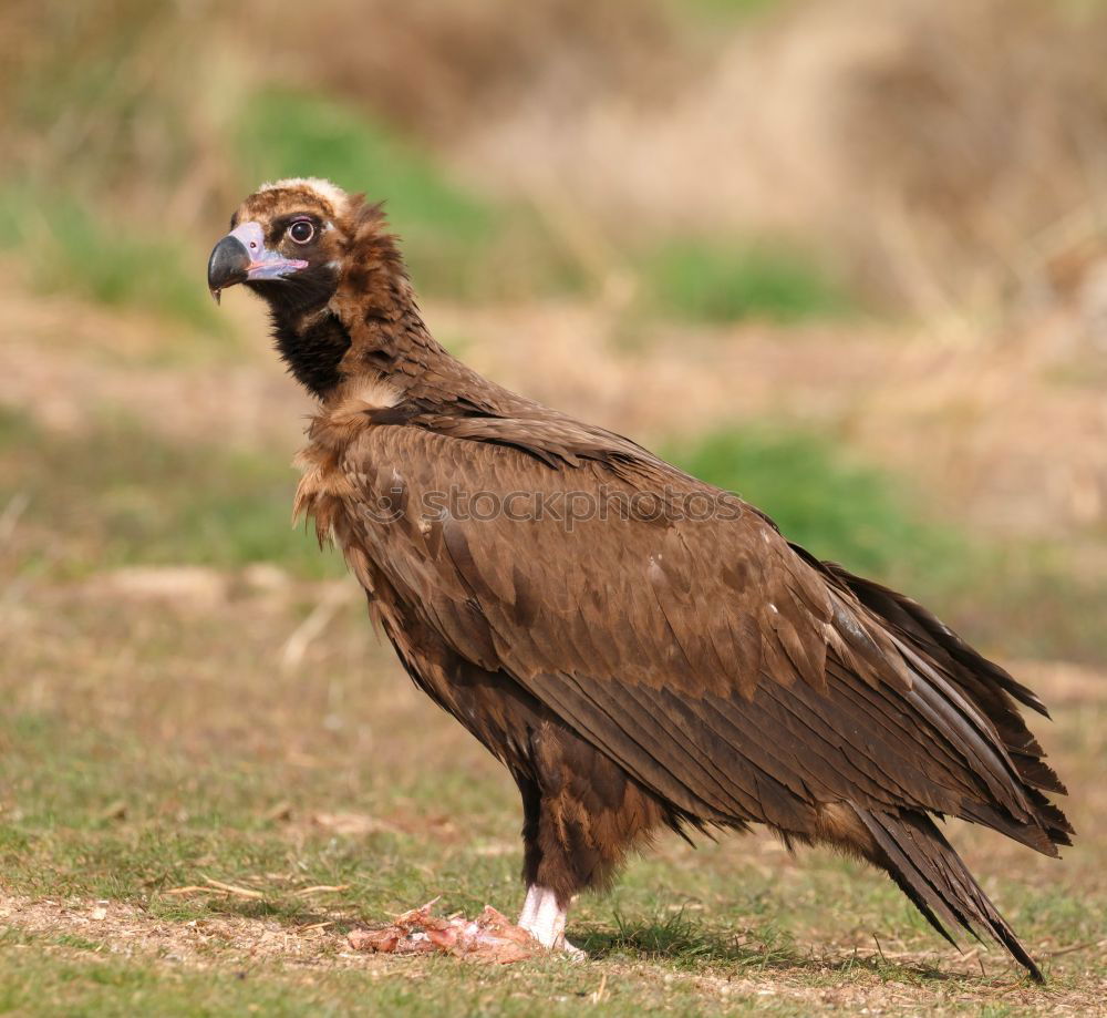 Similar – The majestic wild black vulture in its habitat