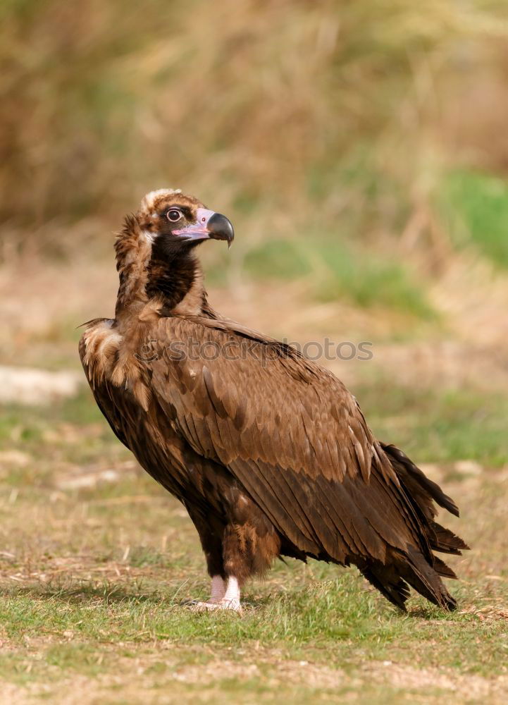 Similar – The majestic wild black vulture in its habitat