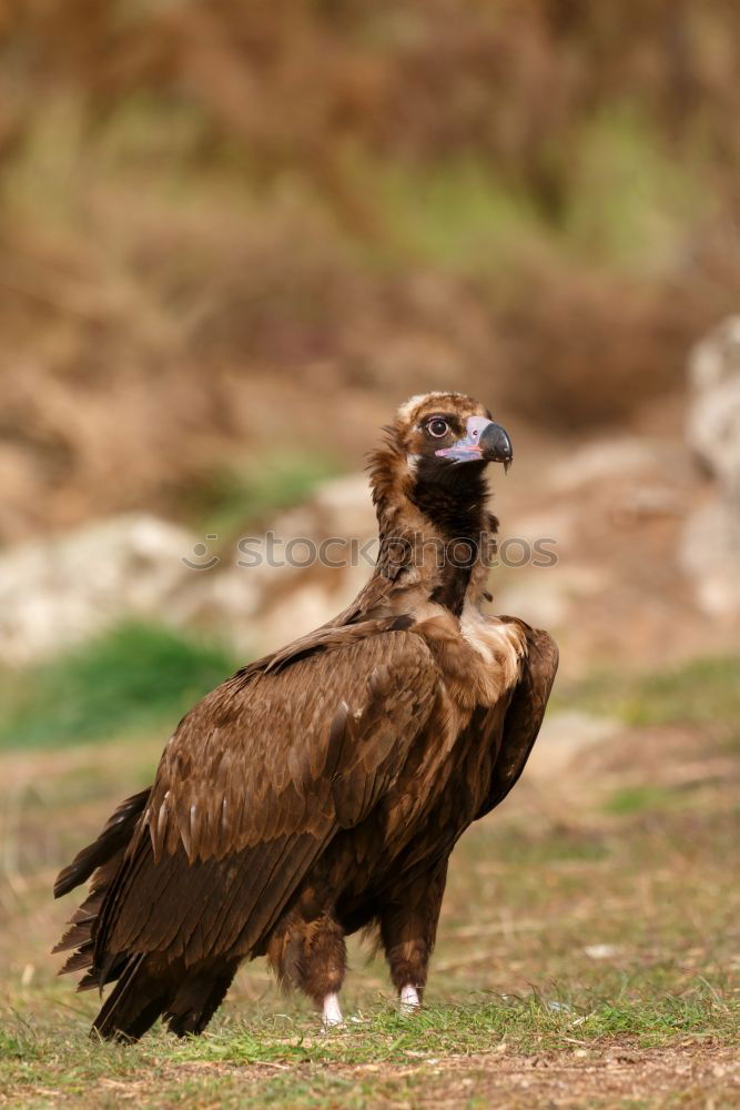 The majestic wild black vulture in its habitat