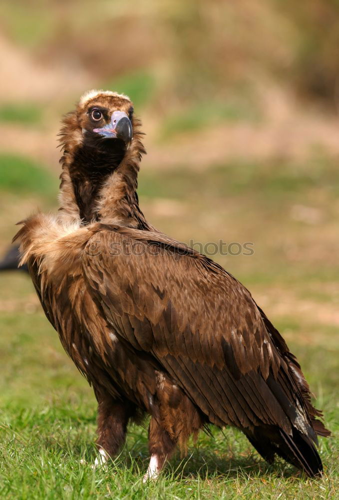 Similar – The majestic wild black vulture in its habitat