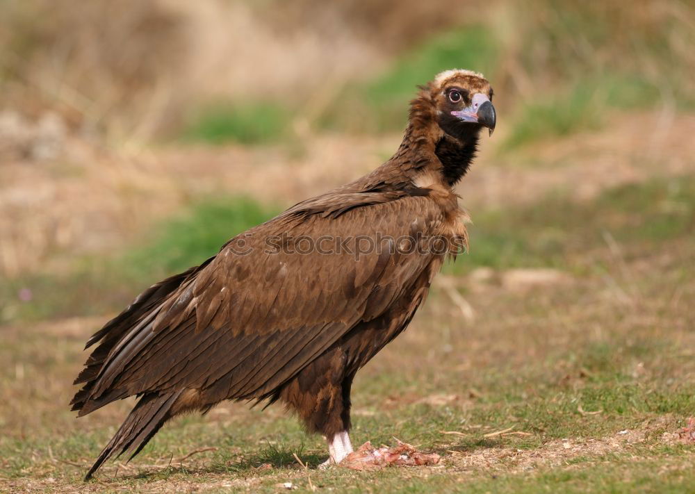 Similar – The majestic wild black vulture in its habitat