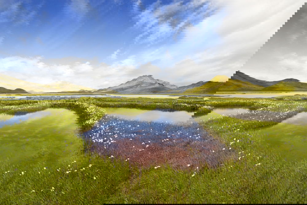 Similar – Image, Stock Photo Lupinen Overdose (Iceland)