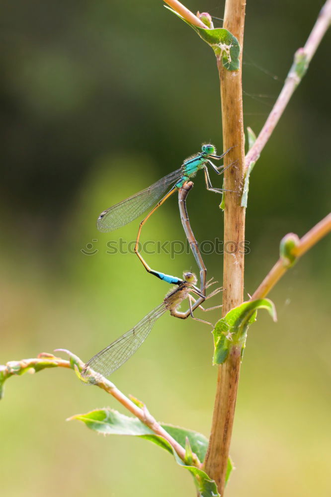 Image, Stock Photo Dragonfly SEX Animal